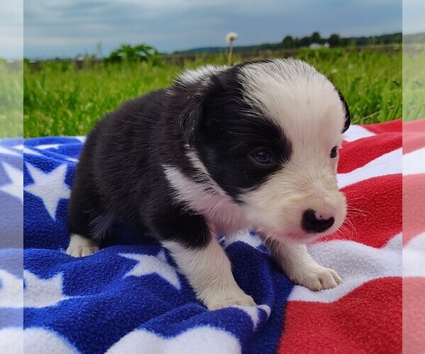 Medium Photo #36 Border Collie Puppy For Sale in NORBORNE, MO, USA