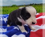 Small Photo #36 Border Collie Puppy For Sale in NORBORNE, MO, USA