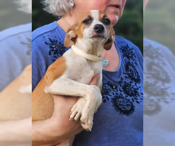 Medium Photo #8 Italian Greyhound-Unknown Mix Puppy For Sale in Wakefield, RI, USA