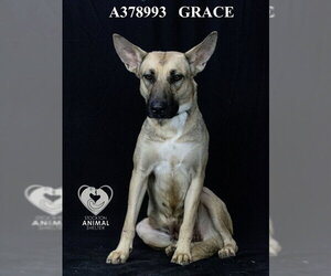 German Shepherd Dog Dogs for adoption in Stockton, CA, USA