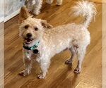 Small Photo #3 Poodle (Toy)-Unknown Mix Puppy For Sale in Menifee, CA, USA