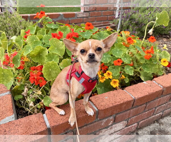 Medium Photo #2 Chihuahua Puppy For Sale in Santa Clara, CA, USA