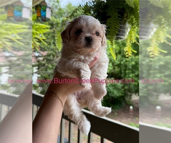 Medium Photo #5 Poodle (Miniature)-Zuchon Mix Puppy For Sale in HTFD, CT, USA