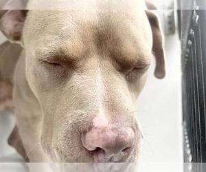 Mutt Dogs for adoption in Houston, TX, USA