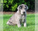 Small #2 Great Dane