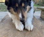Small Photo #1 Collie Puppy For Sale in DURHAM, NC, USA