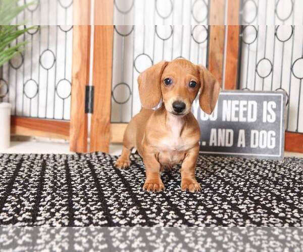 Medium Photo #1 Dachshund Puppy For Sale in NAPLES, FL, USA