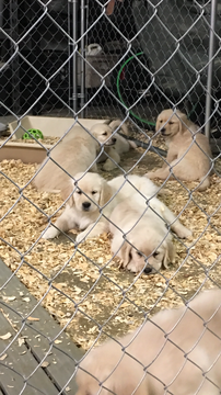 Medium Photo #15 Golden Retriever Puppy For Sale in RAMONA, CA, USA