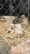 Small Photo #15 Golden Retriever Puppy For Sale in RAMONA, CA, USA