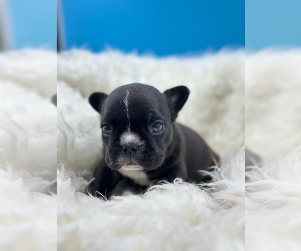 Medium Photo #5 French Bulldog Puppy For Sale in WATER MILL, NY, USA