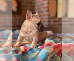 Small Photo #3 French Bulldog Puppy For Sale in CONYERS, GA, USA