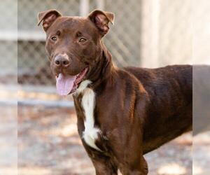 Mutt Dogs for adoption in Camarillo, CA, USA