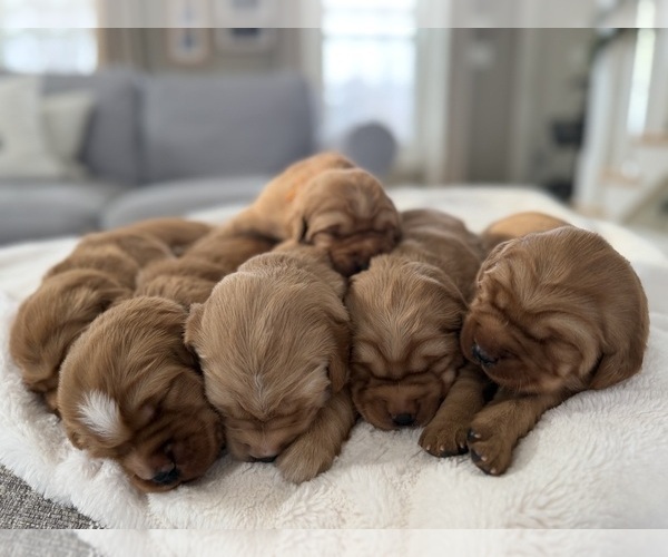 Medium Photo #5 Golden Retriever Puppy For Sale in DE PERE, WI, USA