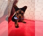 Small #4 Yorkshire Terrier