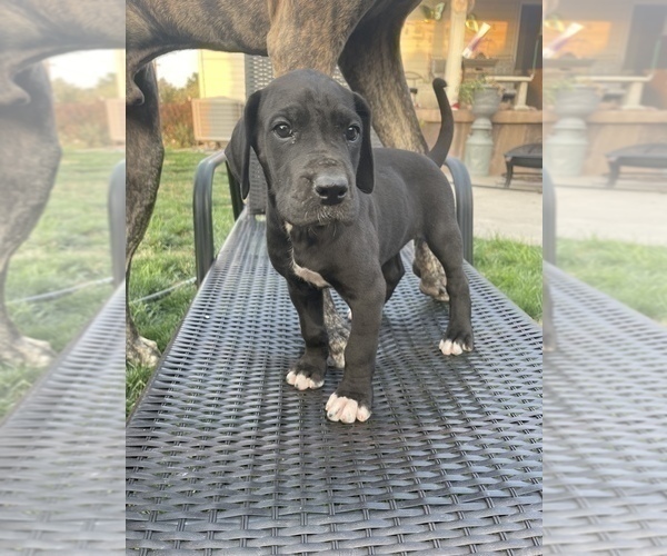 Medium Photo #4 Great Dane Puppy For Sale in MOSES LAKE, WA, USA