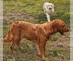 Small Photo #1 Golden Retriever Puppy For Sale in LAKELAND, FL, USA