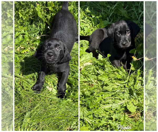 Medium Photo #1 Labrador Retriever Puppy For Sale in COMPTON, IL, USA