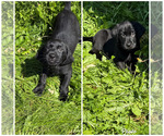 Small Labrador Retriever