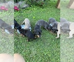 Small Photo #4 Doberman Pinscher Puppy For Sale in CAMPTON, KY, USA