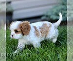 Small #3 Cavalier King Charles Spaniel