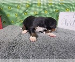 Small Photo #8 Bernese Mountain Dog Puppy For Sale in BLACK FOREST, CO, USA