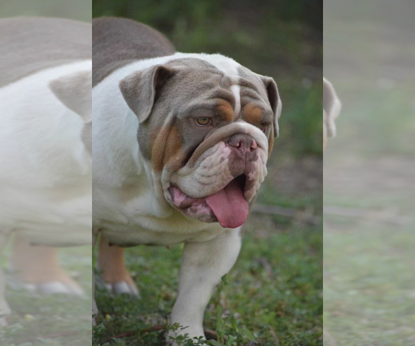 Medium Photo #1 English Bulldogge Puppy For Sale in BAY CITY, TX, USA