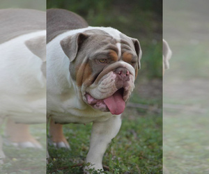 Mother of the English Bulldogge puppies born on 06/01/2021