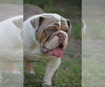 Small Photo #1 English Bulldogge Puppy For Sale in BAY CITY, TX, USA