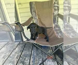 Labrador Retriever-Unknown Mix Dogs for adoption in SHERBURNE, NY, USA