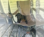 Small Labrador Retriever Mix