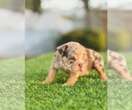 Small #6 English Bulldog
