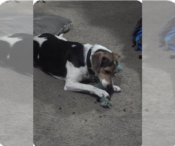 Medium Photo #1 Beagle Puppy For Sale in Crete, IL, USA