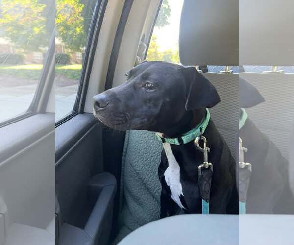 Medium Photo #8 Labrador Retriever-Unknown Mix Puppy For Sale in Mount Laurel, NJ, USA