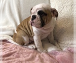 Small Photo #15 English Bulldog Puppy For Sale in CHARLESTON, SC, USA