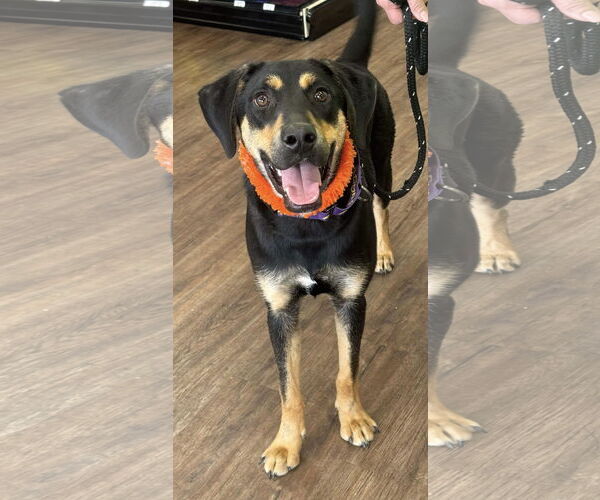 Medium Photo #5 Labrottie Puppy For Sale in Munford, TN, USA