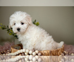 Small Photo #6 Maltese Puppy For Sale in DUNDEE, OH, USA