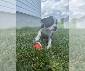 Boston Terrier Puppy for sale in BREMEN, IN, USA