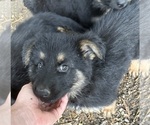 Small #2 German Shepherd Dog