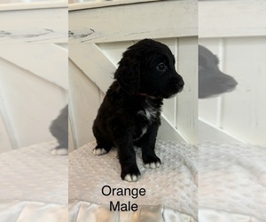Saint Berdoodle Puppy for sale in QUEEN CREEK, AZ, USA