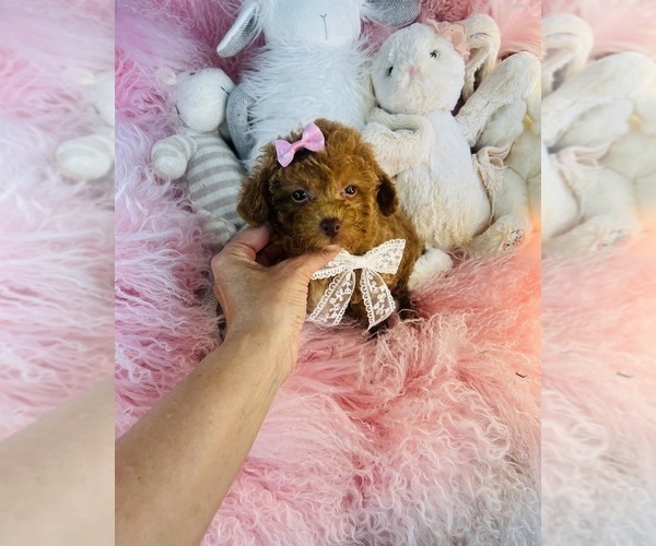 Medium Photo #16 Poodle (Toy) Puppy For Sale in FORT LAUDERDALE, FL, USA