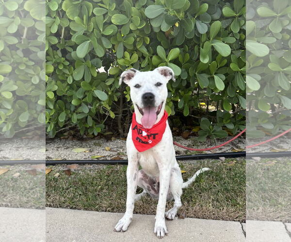 Medium Photo #3 Labrador Retriever-Unknown Mix Puppy For Sale in Royal Palm Beach, FL, USA