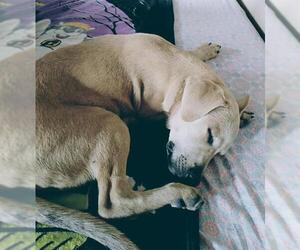Mutt Dogs for adoption in San Antonio, TX, USA