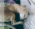 Small Mutt