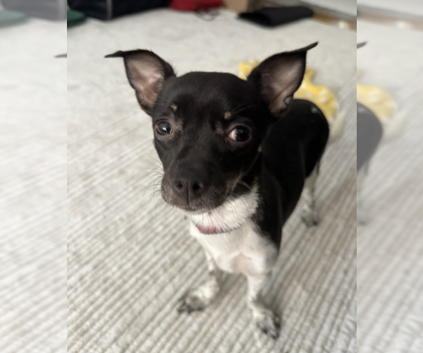 Medium Photo #3 Mutt Puppy For Sale in Brooklyn, NY, USA