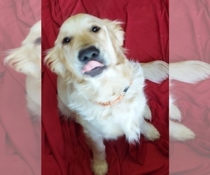 Mother of the English Cream Golden Retriever puppies born on 03/08/2025