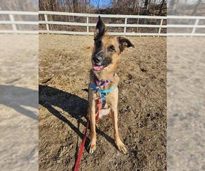 German Shepherd Dog Dogs for adoption in Boston, MA, USA