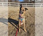 Small German Shepherd Dog