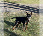 Small #1 Miniature Pinscher Mix