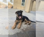 Small Photo #1 German Shepherd Dog Puppy For Sale in RANCHO CUCAMONGA, CA, USA