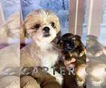 Small #4 Shih Tzu